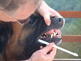 BROSSAGE DENTS 045